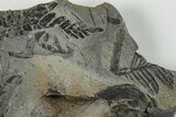 Carboniferous Fossil Flora Plate - Kentucky #201659-1